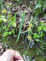 Fritillaria micrantha