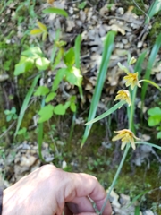 Fritillaria micrantha