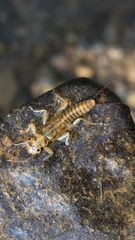 Perlodidae
