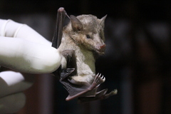 Platalina genovensium