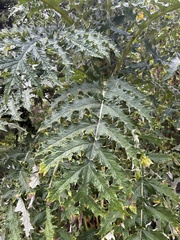 Cirsium subcoriaceum image