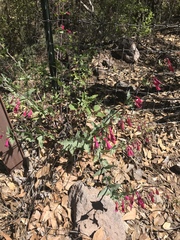 Penstemon pseudospectabilis