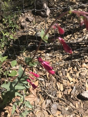 Penstemon pseudospectabilis