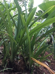 Hymenocallis caribaea