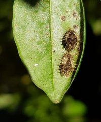 Chilocorus nigritus