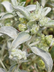 Mercurialis tomentosa