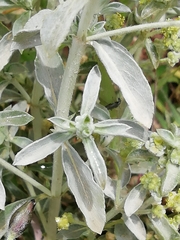 Mercurialis tomentosa