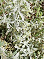 Mercurialis tomentosa