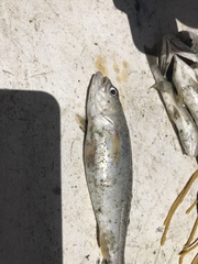 Cynoscion regalis
