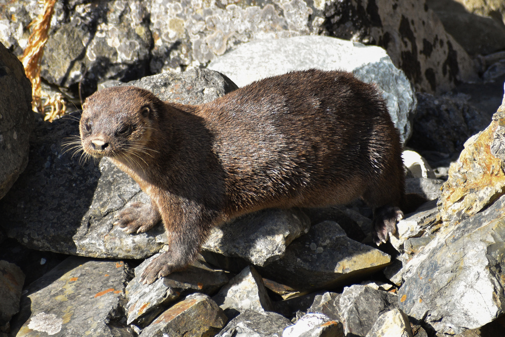 Marine Otter