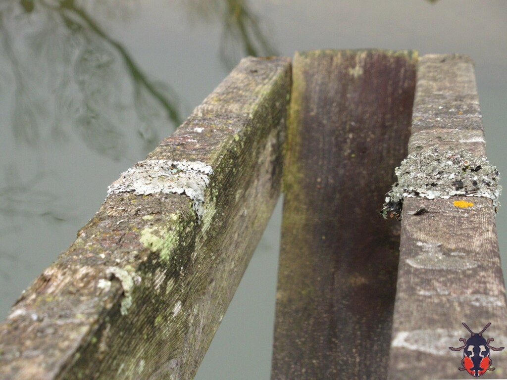 common lichens from Markham, ON, Canada on January 31, 2024 at 12:00 PM ...