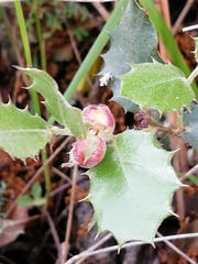 Plagiotrochus quercusilicis