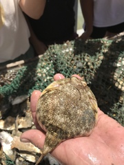 Sphoeroides maculatus