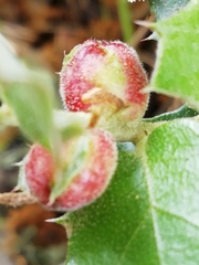 Plagiotrochus quercusilicis