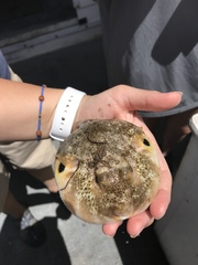 Sphoeroides maculatus