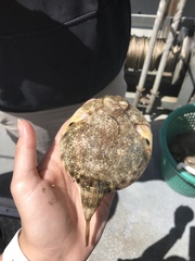 Sphoeroides maculatus