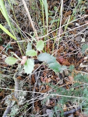 Plagiotrochus quercusilicis