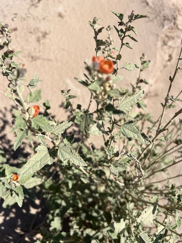 Carrizo Creek globemallow (Sphaeralcea orcuttii)