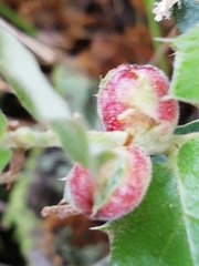 Plagiotrochus quercusilicis