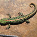 Triturus pygmaeus pygmaeus - Photo (c) Nelson Conceição, some rights reserved (CC BY-NC), uploaded by Nelson Conceição