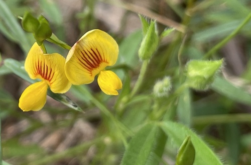Zornia (Zornia muriculata)
