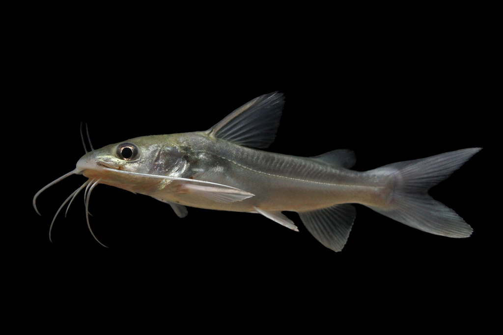 Widehead catfish (Clarotes laticeps) — Claroteidae