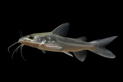 Spiny Catfish photo 2