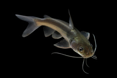 Spiny Catfish photo 4