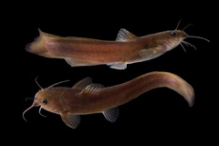 Margined Madtom photo 3