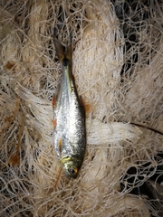 Brycon behreae