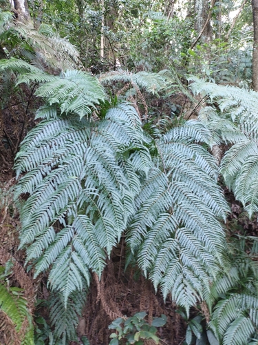 Image of Golden chicken fern by no rights reserved