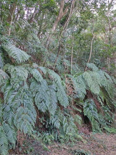 Cibotium barometz, photograph 6