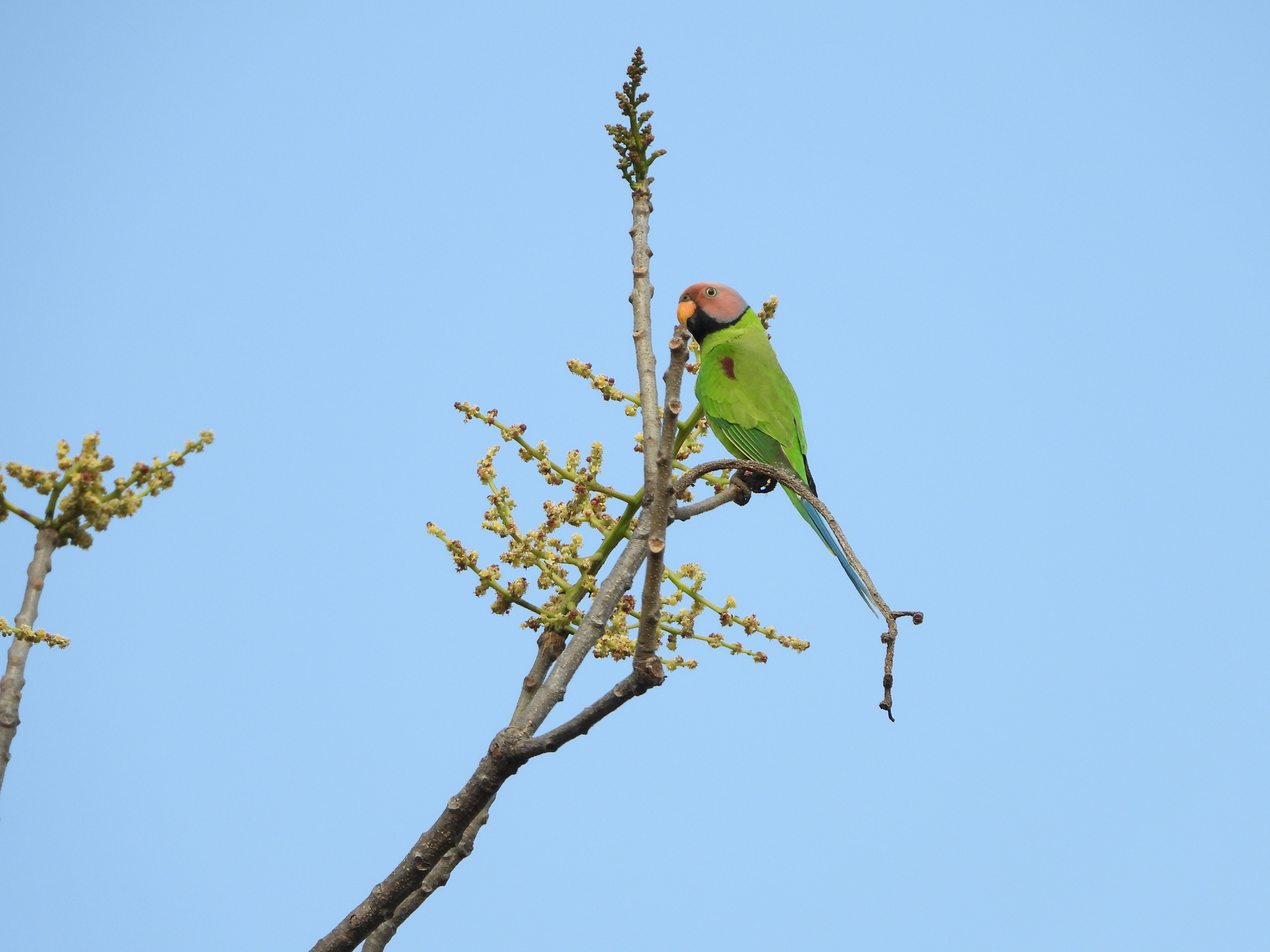 Blossom-headed Parakeet