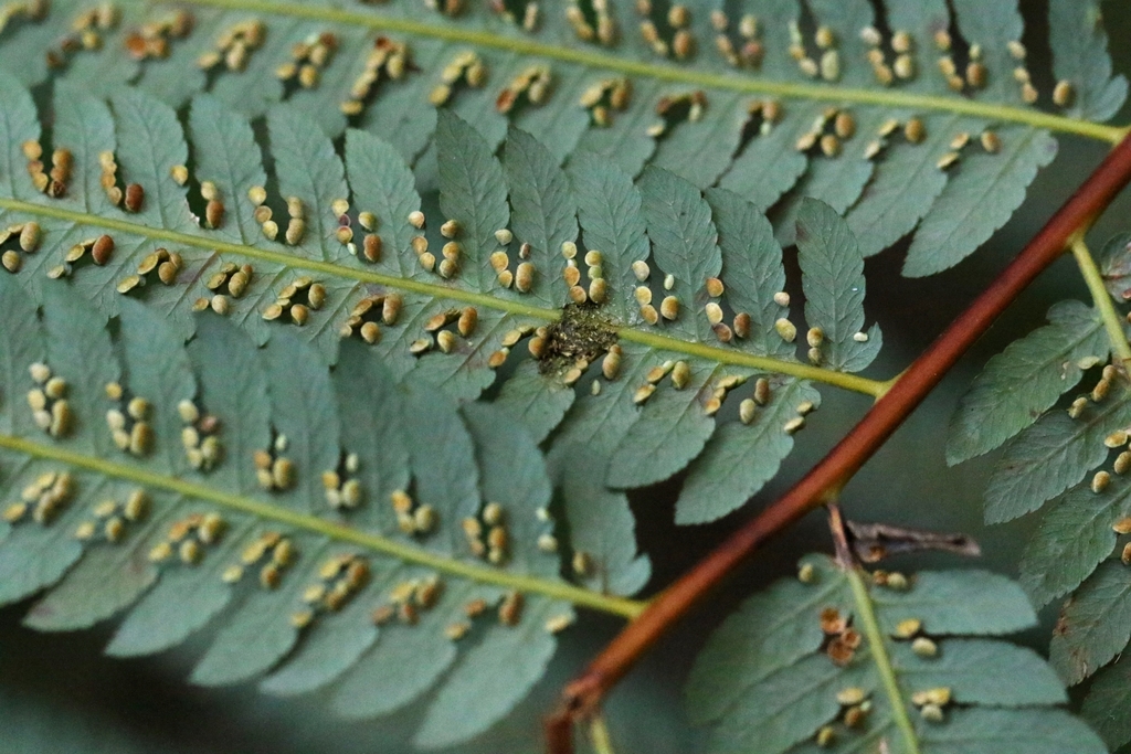Cibotium barometz; photograph author not stated, no rights reserved