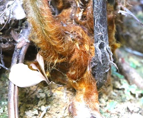 Cibotium barometz, photograph 3
