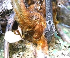 author not stated, no rights reserved Cibotium barometz, photograph author not stated, no rights reserved
