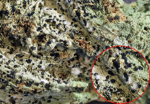 Greenish Mottled-disk Lichen