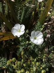 Linum monogynum monogynum