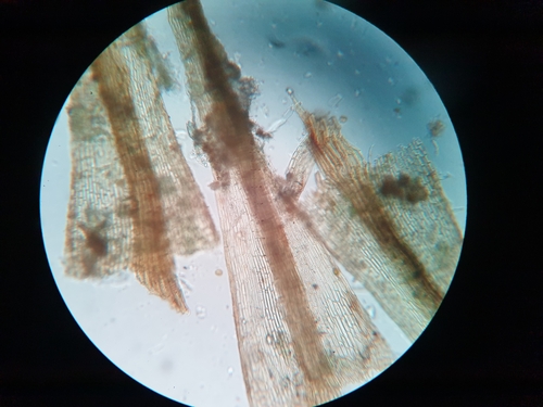 Image of Calcidicranella varia by no rights reserved