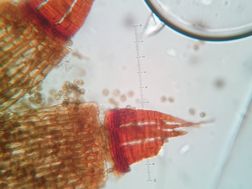 Image of Calcidicranella varia by no rights reserved