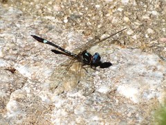 Macrothemis pseudimitans