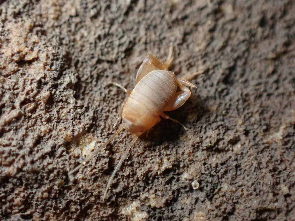 Nebraska ant cricket
