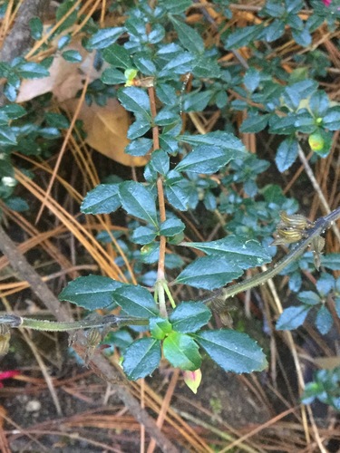 Fuchsia microphylla (Fuchsia microphylla)