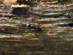 Camponotus fallax