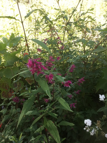 Image of Salvia iodantha by (c) Erick Vélez Sánchez, some rights reserved (CC BY)