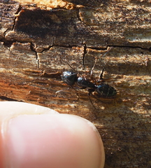 Camponotus fallax