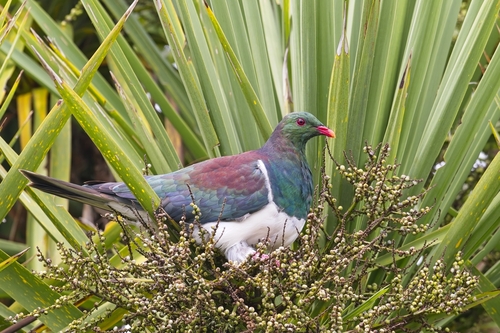New Zealand Pigeon, photo 6 of 7