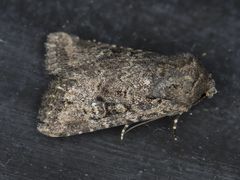 Hexorthodes nipana