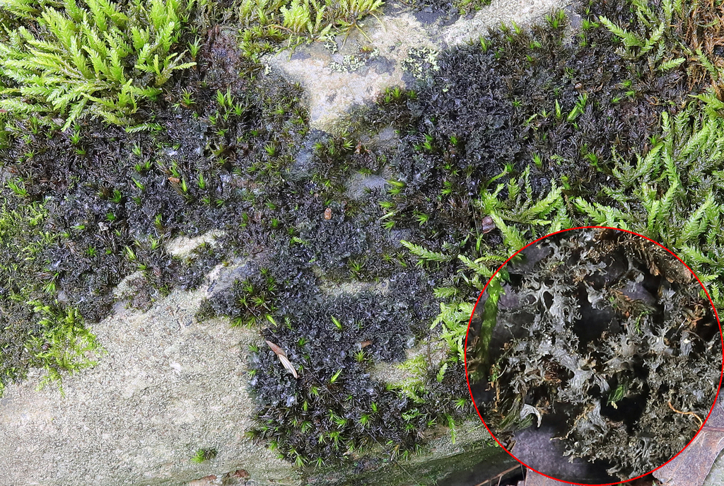 Tattered Jellyskin Lichen