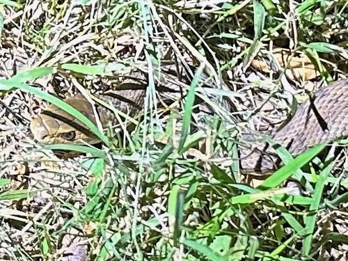 Rough-scaled Snake sighting